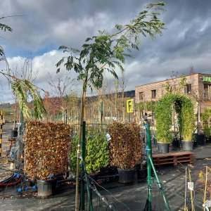 Albízia ružová (Albizia Julibrissin) - výška 220-250 cm, obvod kmeňa 6/8 cm, kont. C18L